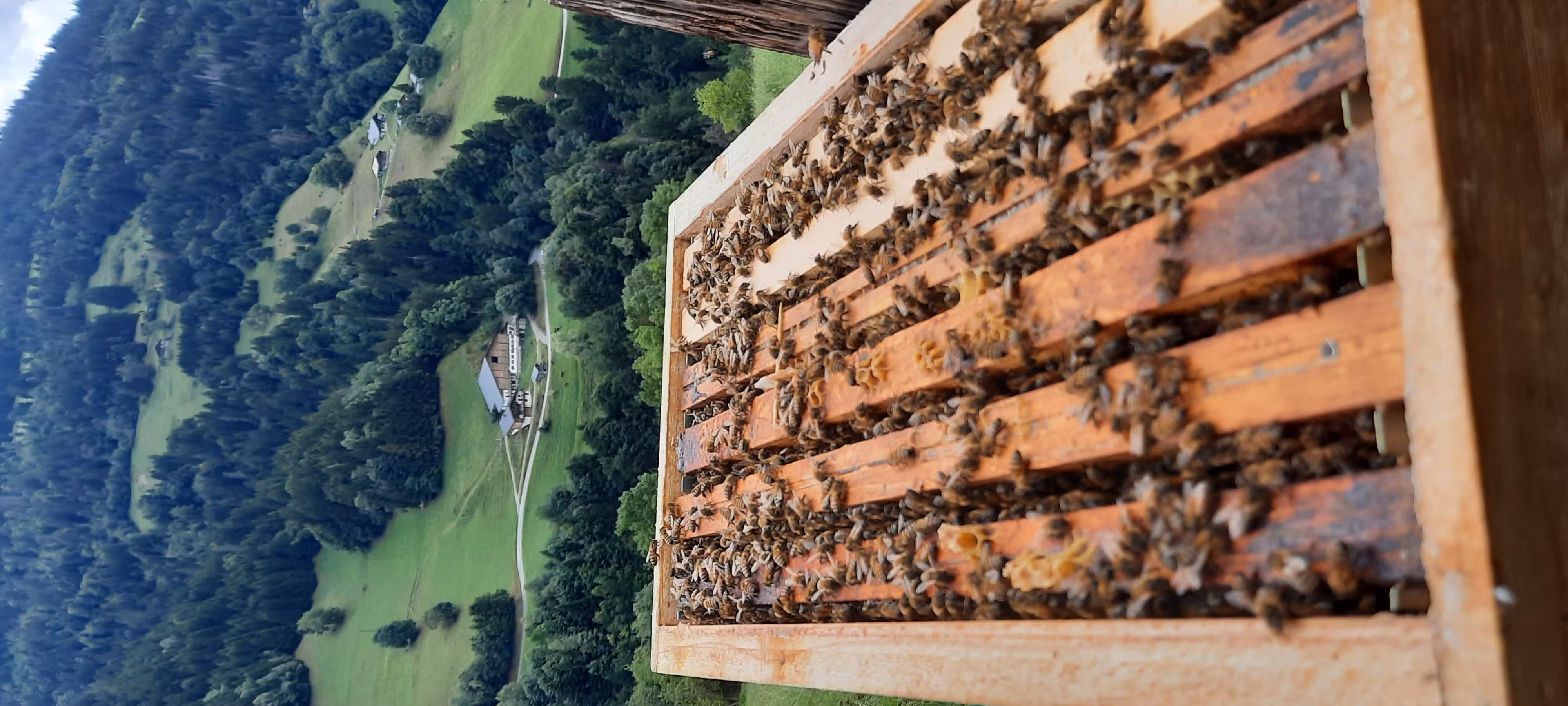 Essaim d'abeilles à vendre sur cadres Dadant (Hiverné)