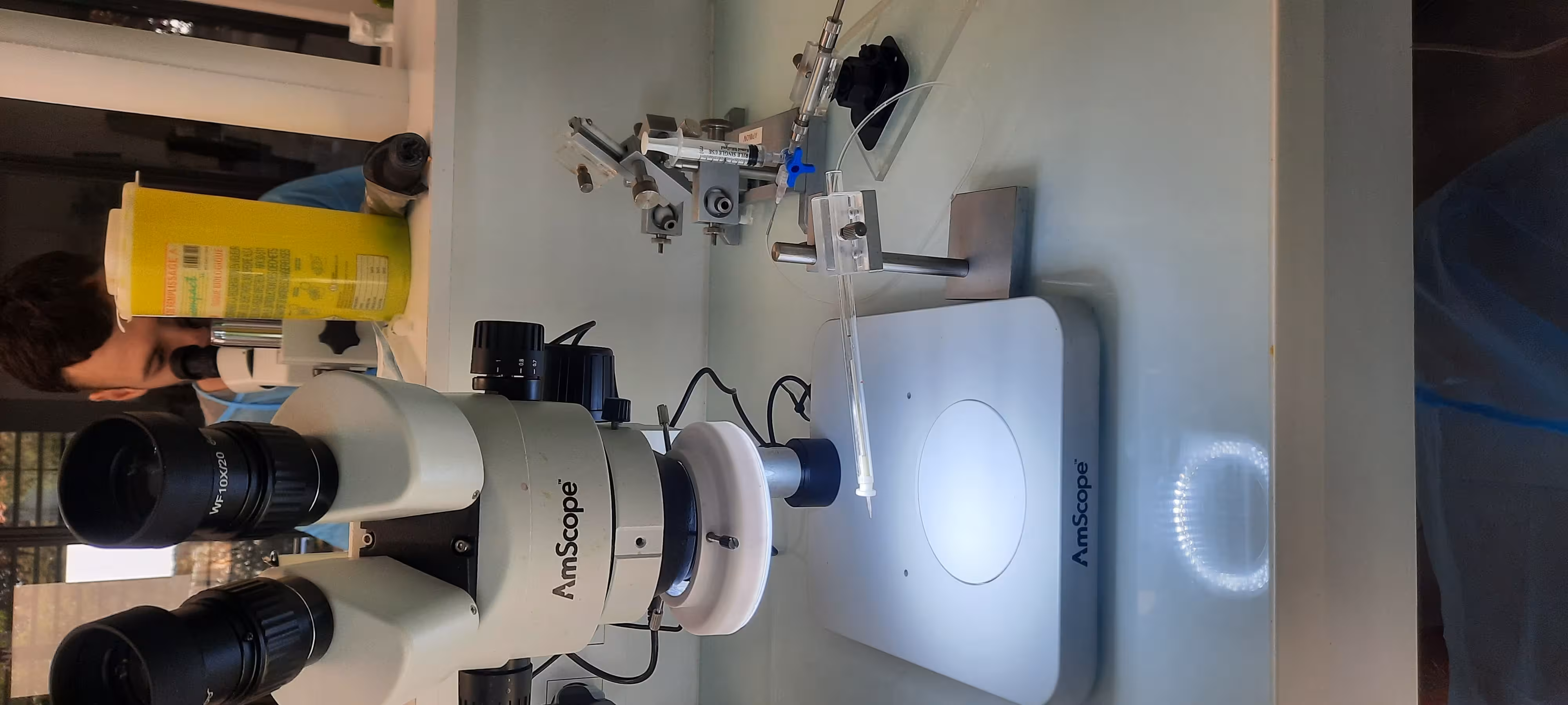 Insémination instrumentale reine abeille